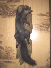 blacksquirrel.jpg