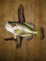 crappie05.jpg