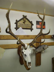 elk2.jpg