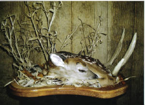 fawn.jpg