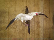 goose.jpg