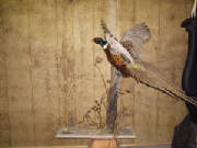 pheasant.jpg