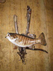 smallie.jpg