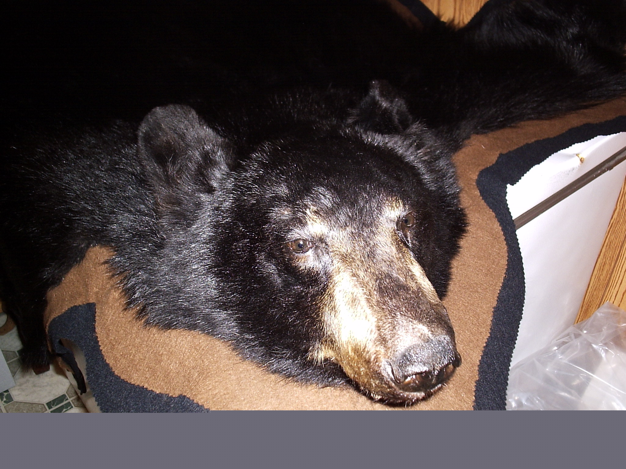bear2.jpg